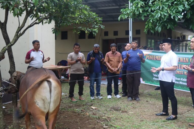 Semangat Berkurban,  Polresta Mataram Sembelih 12 Ekor Sapi dan 3 Ekor Kambing