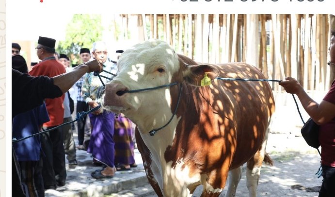 Idul Adha 1446 H, Pemprov NTB Bagikan 11 Ekor Sapi dari Presiden Prabowo