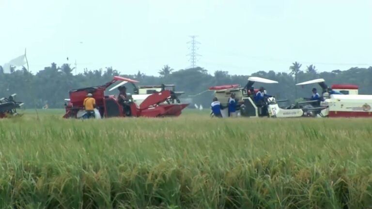 Produktivitas Pertanian NTB Menguat, Petani Bangkit, Indonesia Swasembada Pangan